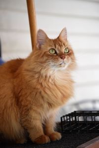 Portrait of cat sitting at home