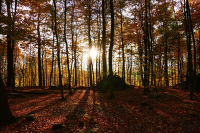 Trees in forest during sunset