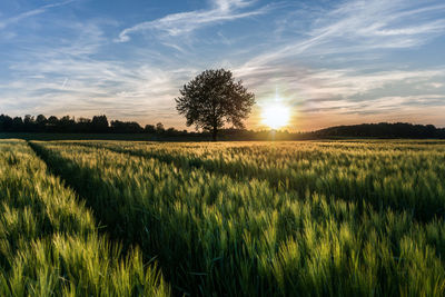 Scenic view of field against sky during sunset