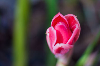 Close-up of pink tulip