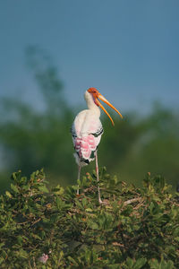 Bird perching on a plant