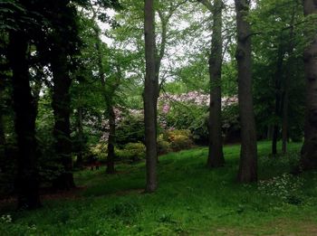 Trees in forest