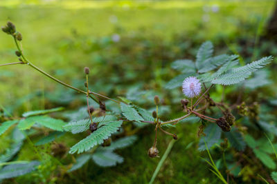 Close-up of flowering plant