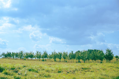 Scenic view of field against sky