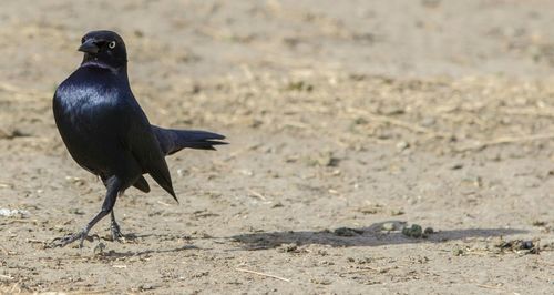 Close-up of great-tailed grackle on field