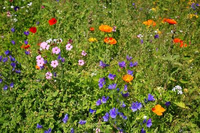 High angle view of purple flowers blooming in field