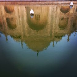 Reflection of trees in water