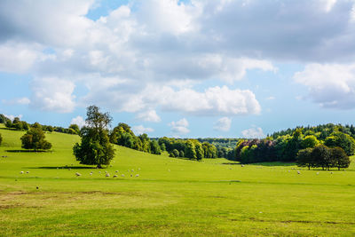 Trees on field against sky