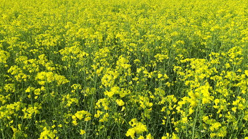 Yellow flowering plants on field