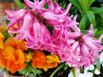 Close-up of pink flowers