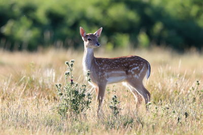 Portrait of giraffe on field