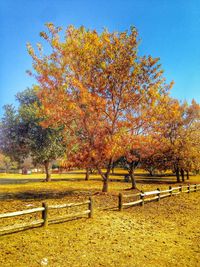 Scenic view of grassy field against sky