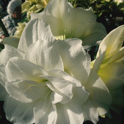 Close-up of flower blooming outdoors