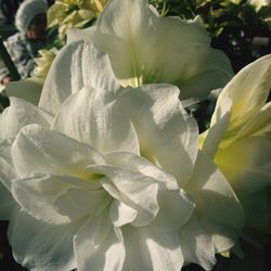 Close-up of flower blooming outdoors