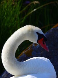 Close-up of swan in water