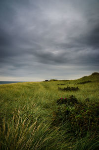 Scenic view of wheat field against storm clouds