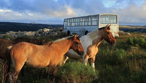 Horses standing in ranch against sky