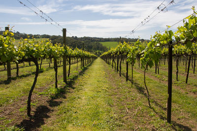 Scenic view of vineyard against sky