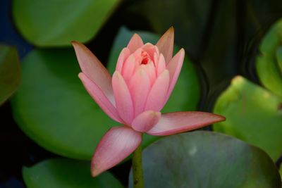 Close-up of pink lotus water lily blooming in pond