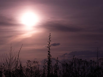 Silhouette plants against sky during sunset