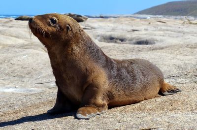 Sea lion on rock