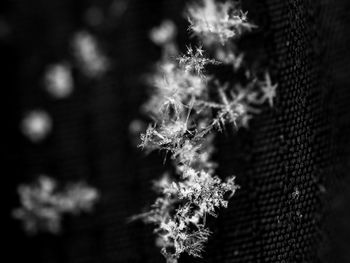 Close-up of snow on plant at night