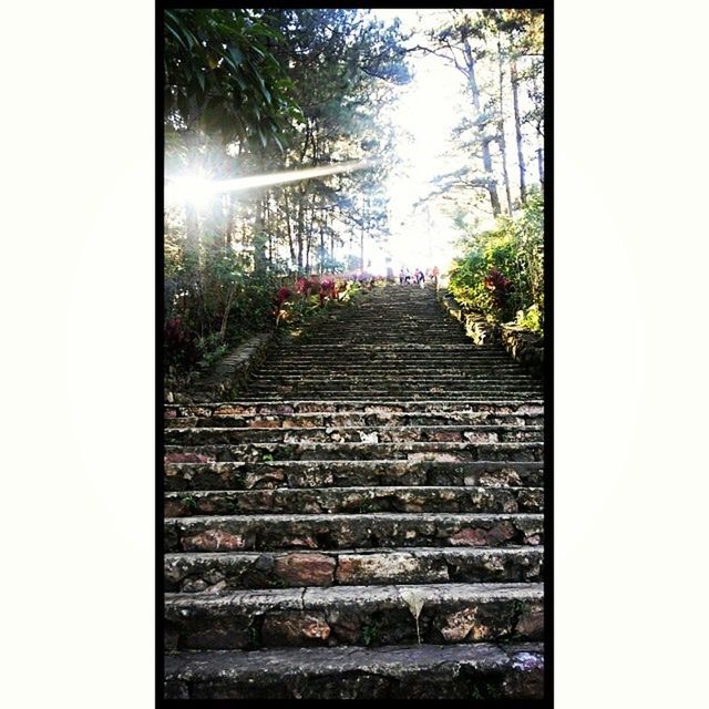 transfer print, auto post production filter, steps, tree, built structure, the way forward, architecture, staircase, steps and staircases, sky, building exterior, wall - building feature, day, clear sky, outdoors, house, no people, wood - material, sunlight, low angle view