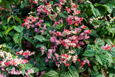 Close-up of pink flowering plants