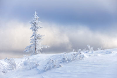 Frozen trees on landscape against sky