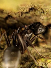 Close-up of insect