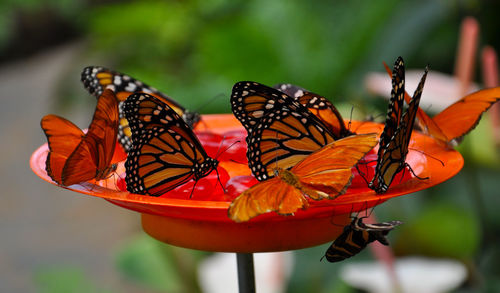 Close-up of butterflies on bird feeder