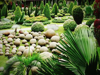 Plants growing in park