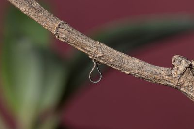 Close-up of heart shape on branch