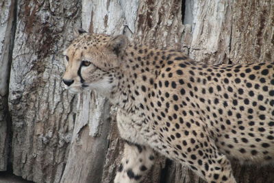 View of cheetah on tree trunk