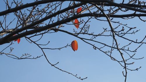 Low angle view of bare tree against sky