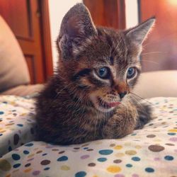 Portrait of cat relaxing on bed at home