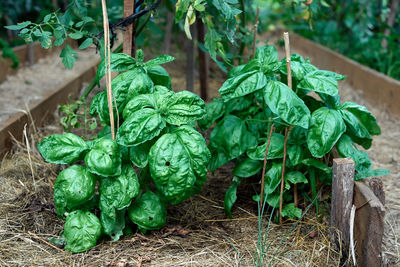 High angle view of vegetables in container