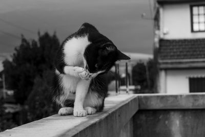 Cat licking paw while sitting on retaining wall