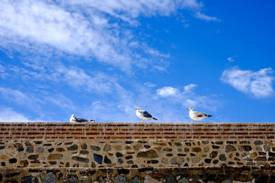 Low angle view of seagulls flying against sky