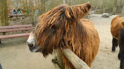 Horse in a farm