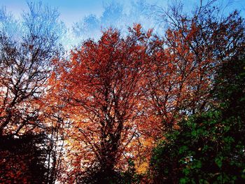 Low angle view of trees against sky