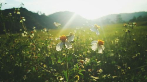 Close-up of flowers blooming in field