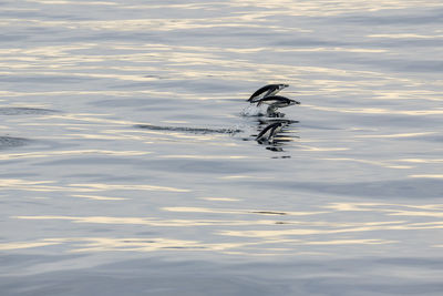 View of fish swimming in lake