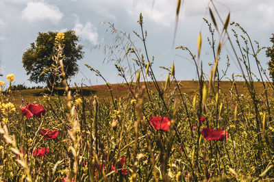 Close-up of red flowering plants on field against sky