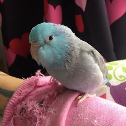 Close-up of parrot perching on blanket