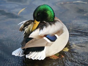 bird