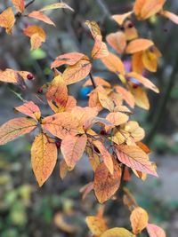 Close-up of leaves on tree during autumn