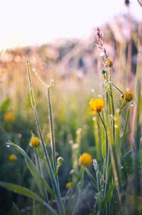 Close-up of yellow flowering plants on field