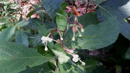 Close-up of plant