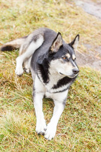 Close-up of dog on field